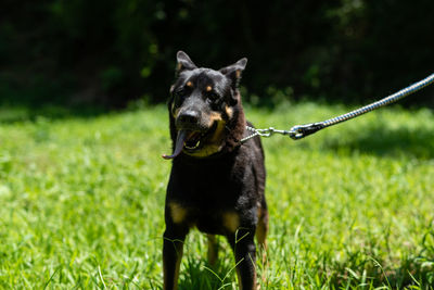 Dog looking away on field