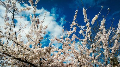 Low angle view of trees against blue sky