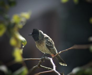 Close-up of bird perching on branch