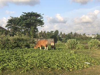 Horse in a field