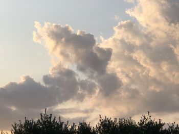 Low angle view of trees against sky