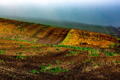 Scenic view of field against sky