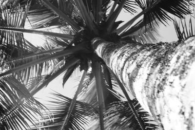 Directly below shot of palm tree