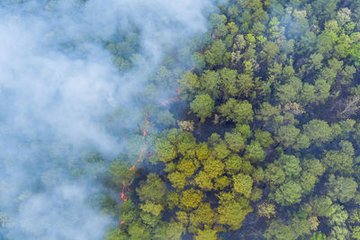 High angle view of trees in forest