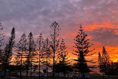 Silhouette trees against sky during sunset