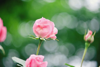 Close-up of pink rose