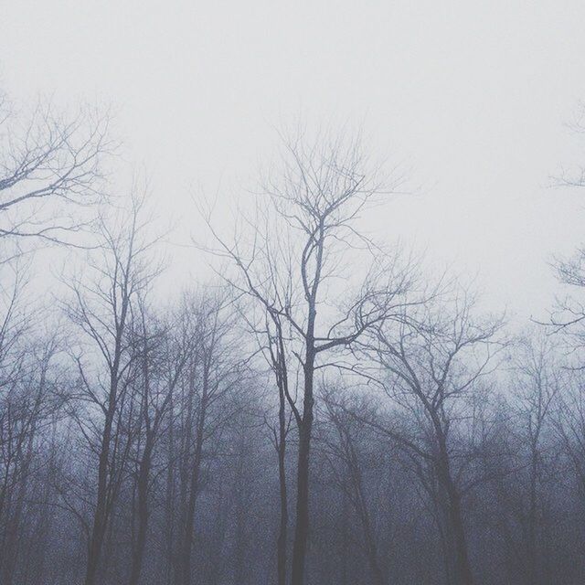 bare tree, tree, branch, tranquility, clear sky, low angle view, tranquil scene, nature, weather, beauty in nature, scenics, foggy, winter, sky, outdoors, day, tree trunk, forest, no people