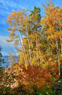 View of yellow flower trees against blue sky