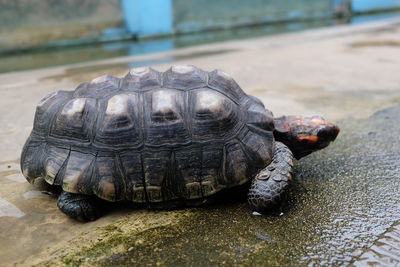 Close-up of turtle