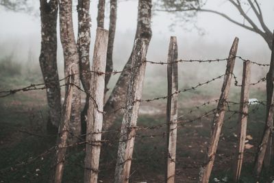 View of wooden fence and trees in forest