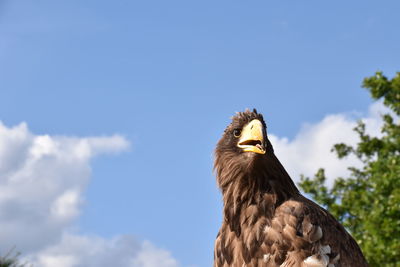 Low angle view of eagle against sky