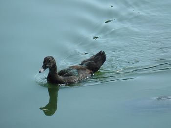 High angle view of duck swimming in lake