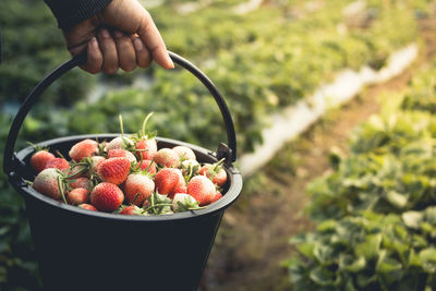 Close-up of hand holding strawberries in basket