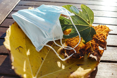 High angle view of leaves on table