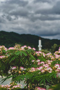Close-up of pink flowering plant against sky