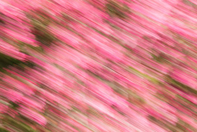 Full frame shot of pink flowering plant