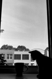 Rear view of dog looking through window