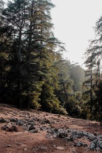 Trees in forest against sky