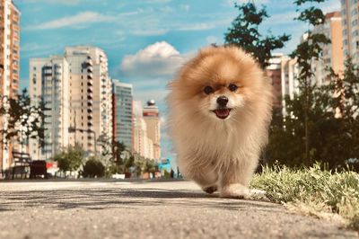 View of a dog looking away in city