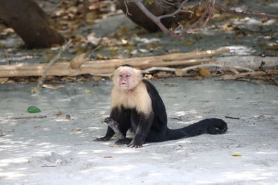 Monkey on ground