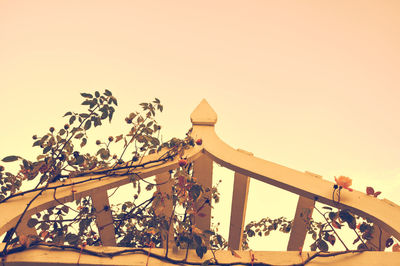 Low angle view of flowering plants against clear sky