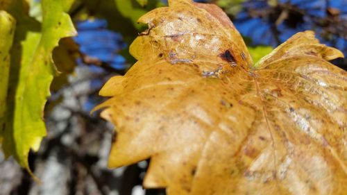 Close-up of leaves against blurred background