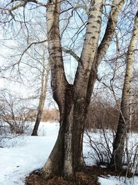 Bare trees on snow covered land