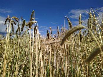 Close-up of wheat growing on field against blue sky