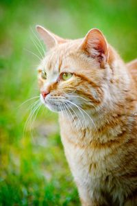 Close-up of ginger cat