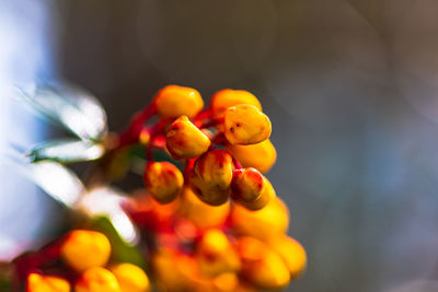 Close-up of fruits on plant