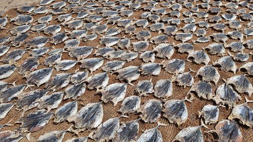 Full frame shot of drying fish