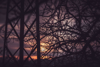 Silhouette of bare trees at night