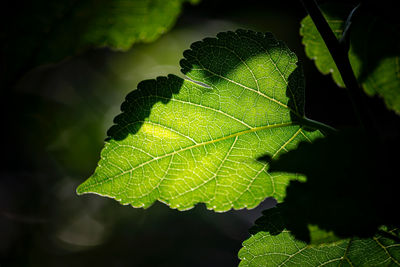 Close-up of green leaves