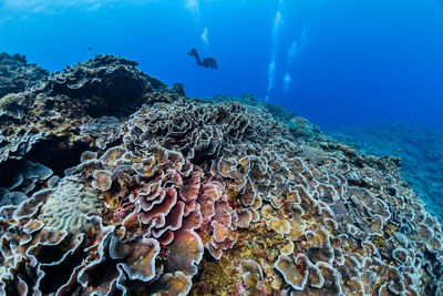 Aerial view of sea and coral