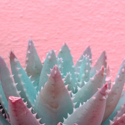 Close-up of succulent plant