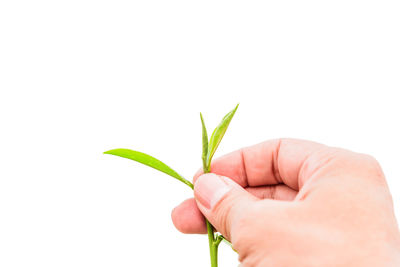 Close-up of hand holding plant against white background