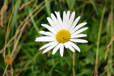 Close-up of white daisy flower