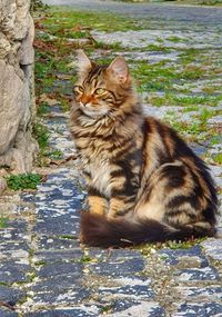 Portrait of cat looking away