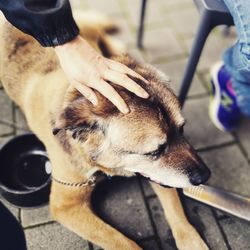 Cropped image of hand stroking dog