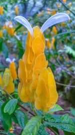 Close-up of yellow flowers blooming