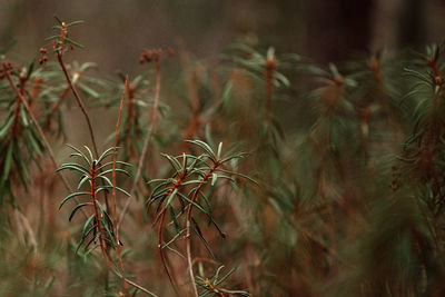 Rhododendron tomentosum, marsh labrador tea closeup selective focus. green-brown background