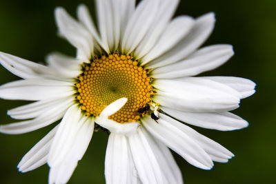 Close-up of white flower