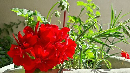 Close-up of red flowering plant