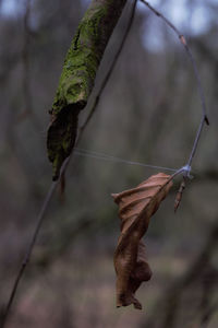 Close-up of lizard on leaf