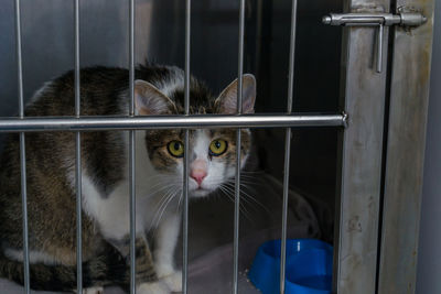 Portrait of cat in cage