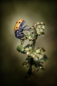 Close-up of butterfly pollinating on flower