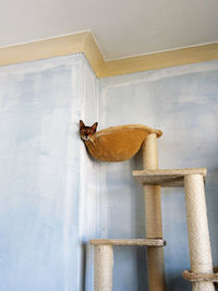 wall