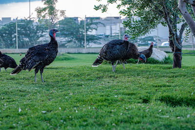 Flock of birds on field