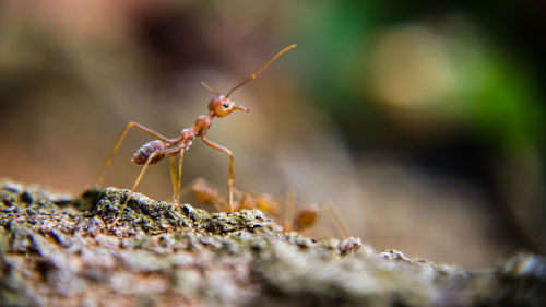 Close-up of ant on rock