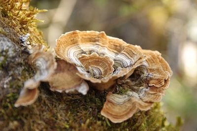 Close-up of mushrooms on tree trunk